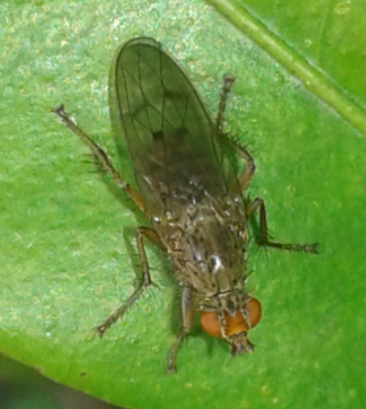 Heleomyzidae 1?